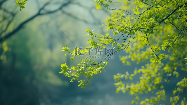 夏天绿色树枝树叶植物的摄影图