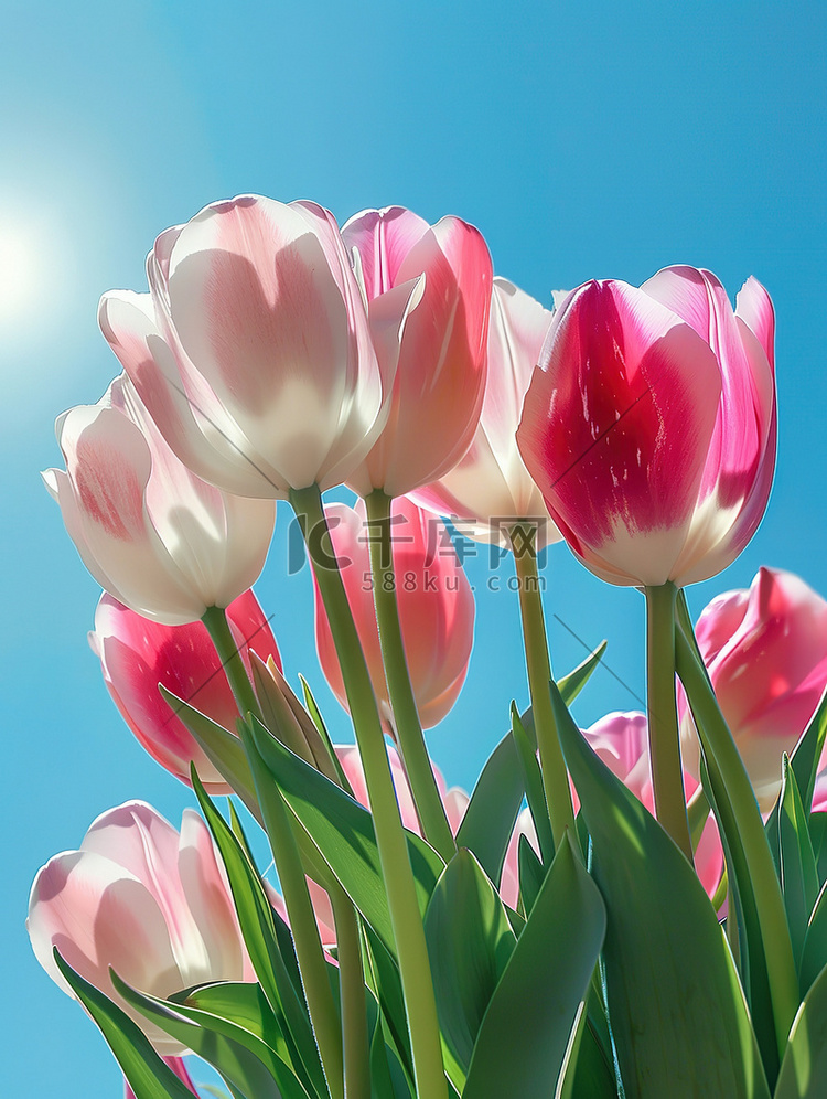 蓝天一束郁金香花朵高清摄影图