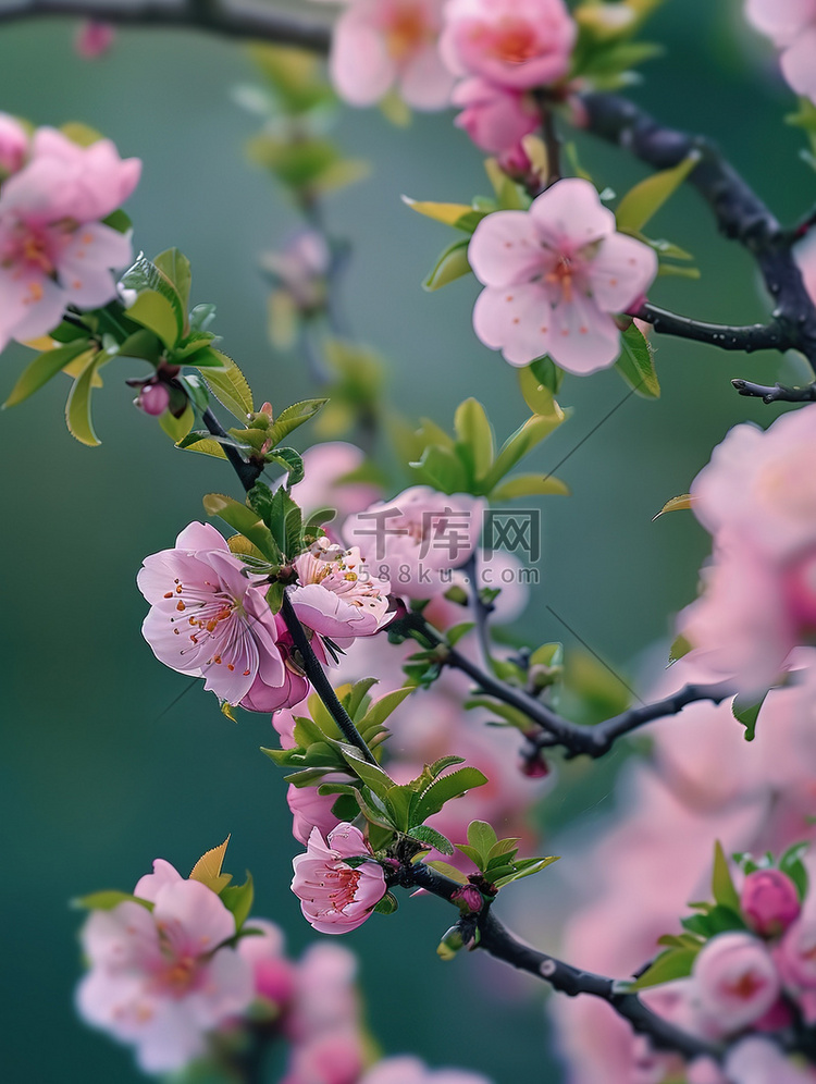 春暖花开的桃花林摄影配图
