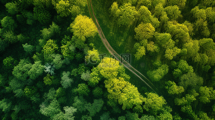 俯瞰绿色大自然美景植树节森林摄
