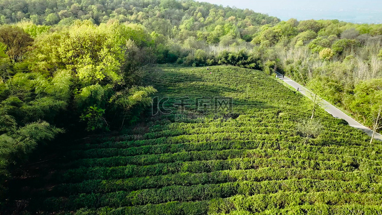 航拍春茶茶园茶农采茶茶山茶叶实