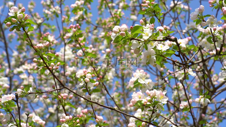 实拍春季风景海棠花盛开模板