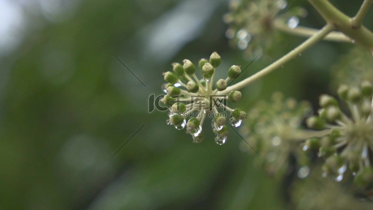 1080特写春天春季雨中的植物