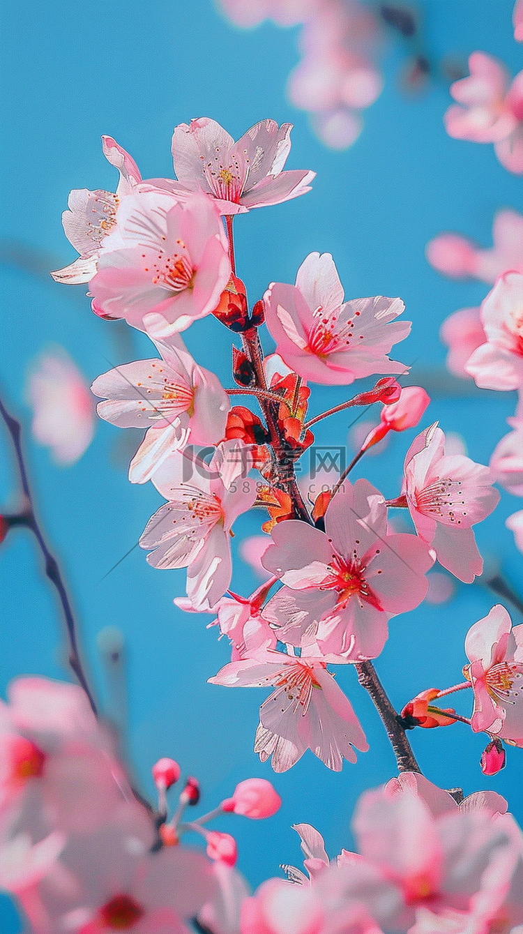 写真照片粉色樱花摄影图