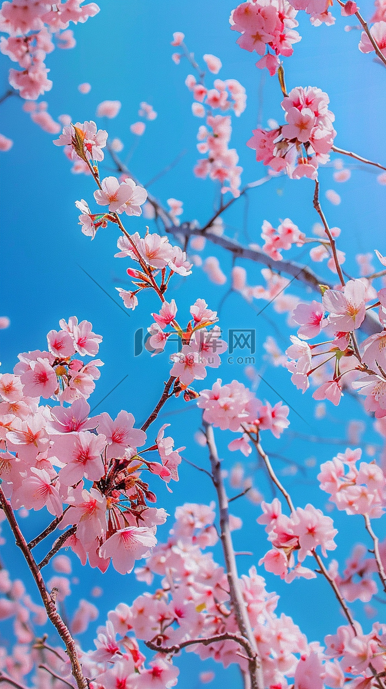 照片摄影图写真粉色樱花