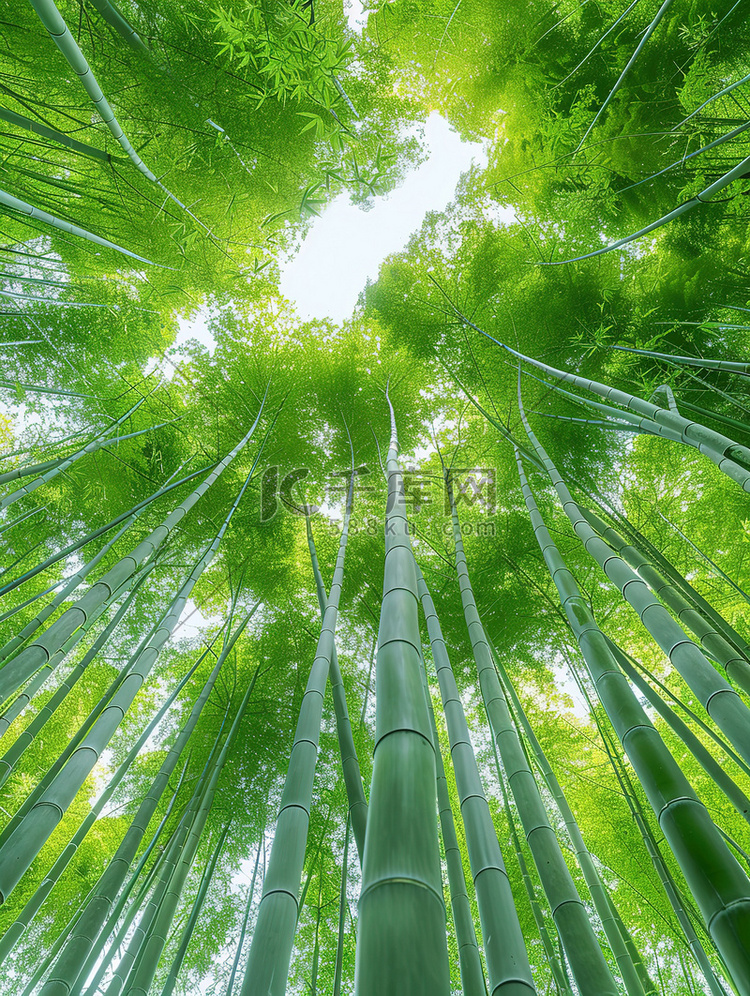 春天绿色的竹林竹子高清摄影图
