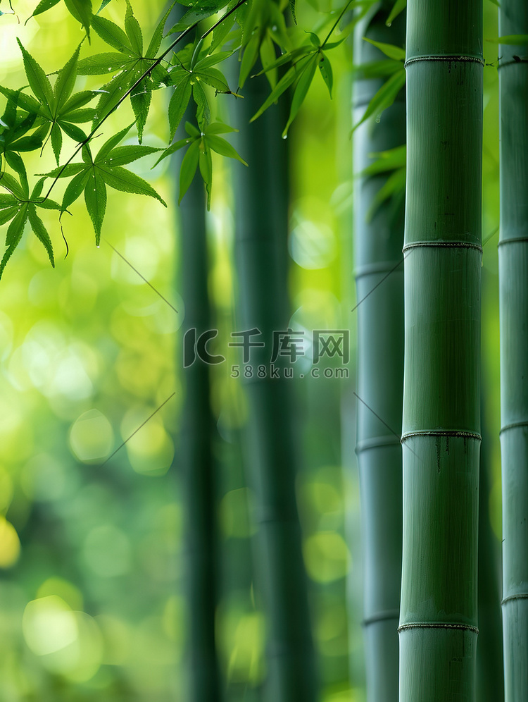 春天绿色的竹林竹子摄影配图