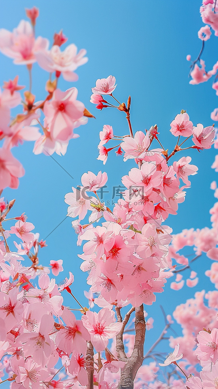 摄影图粉色樱花写真照片