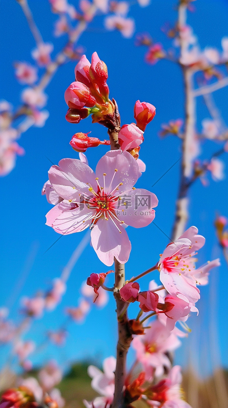 写真摄影图照片粉色樱花