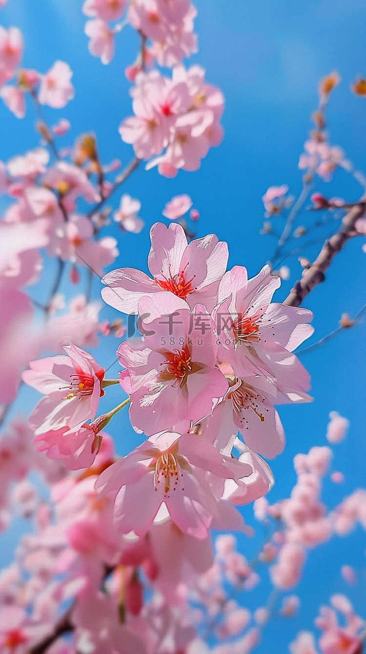 照片摄影图粉色樱花写真