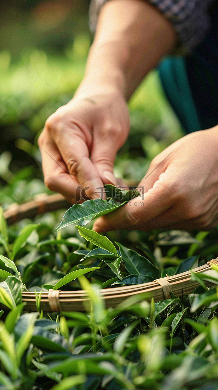 照片采茶写真摄影图植物摄影