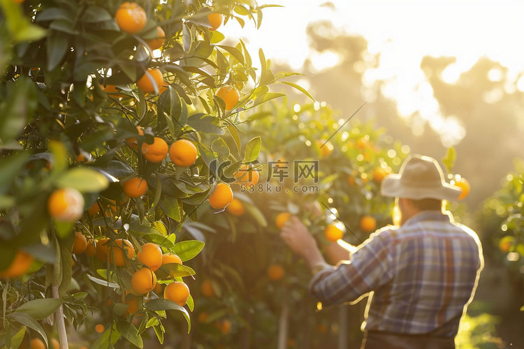 果园橘子采摘风景立体描绘摄影照