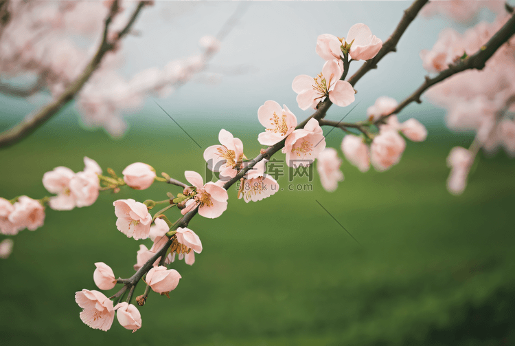 春天桃树上的桃花摄影配图6