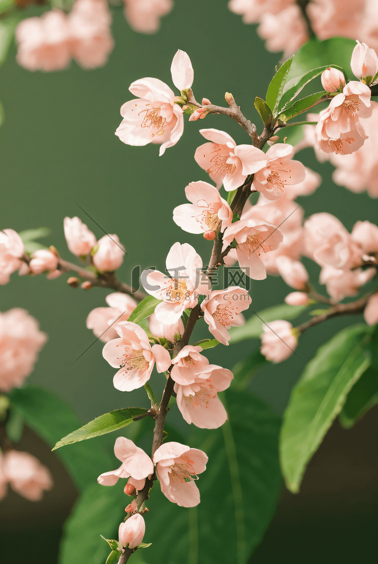 春天桃树上的桃花摄影图片0