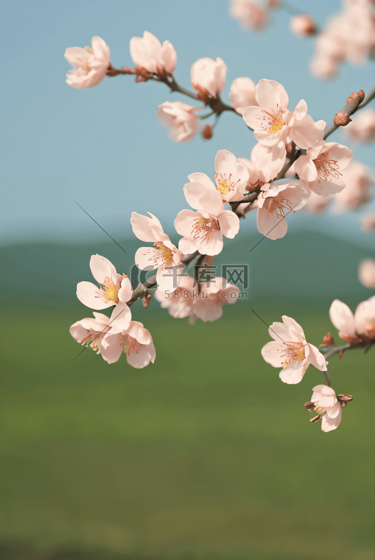 春天桃树上的桃花摄影图片