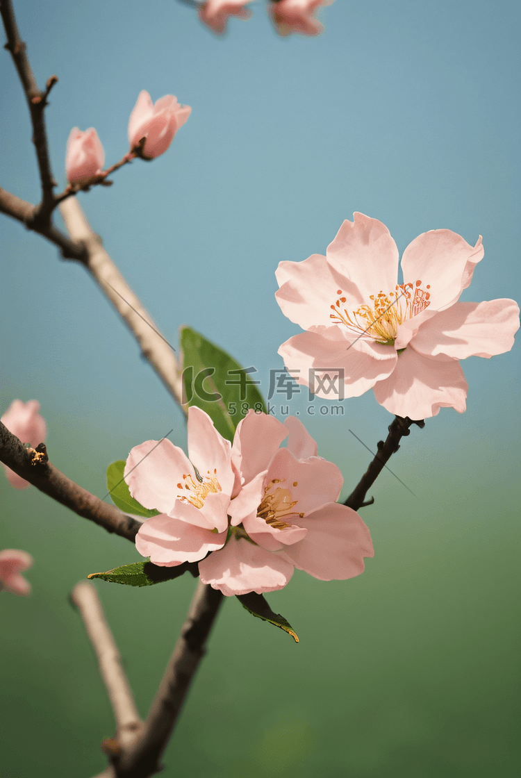 桃树上的桃花摄影配图0