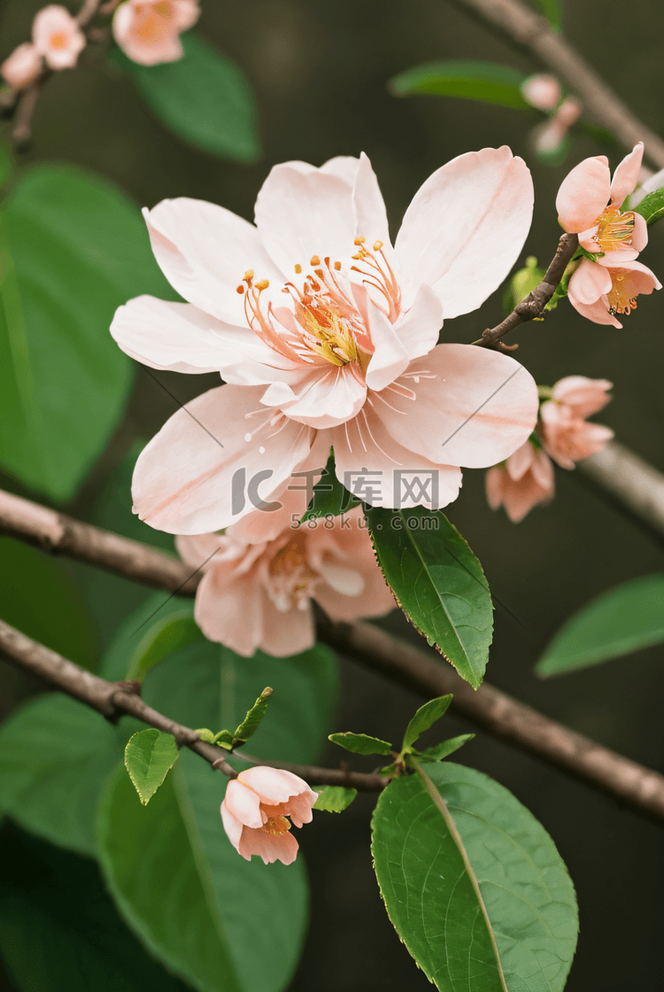 桃树上的桃花摄影图片3