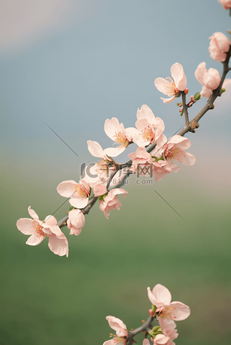 桃树上的桃花摄影图0