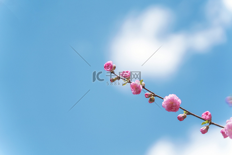 山桃花盛开在蓝天下