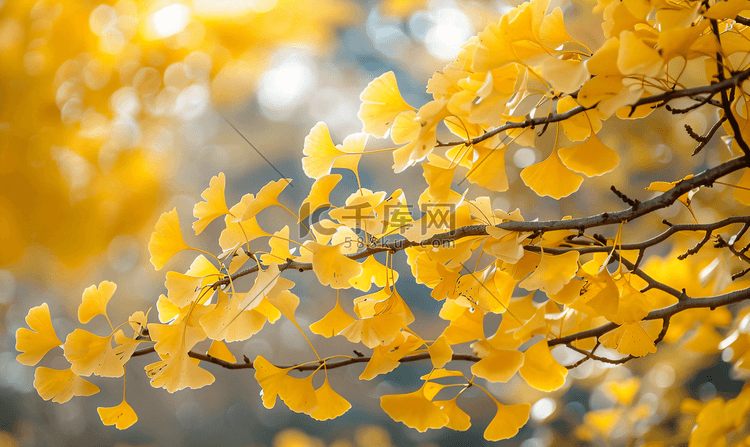 秋天的银杏树枝
