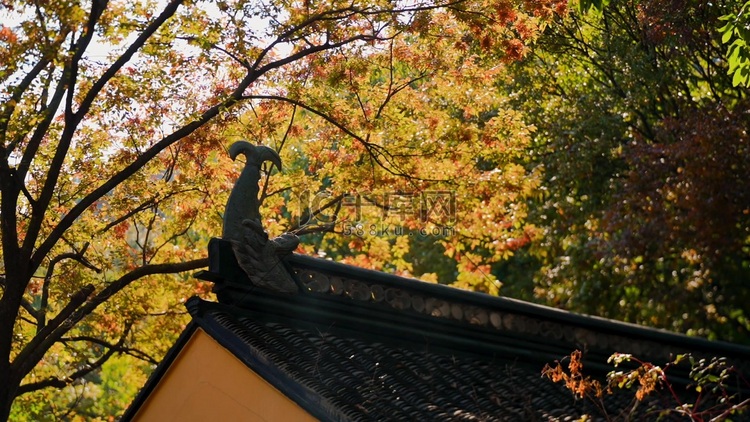 秋天古风屋檐和金色树叶实拍1080
