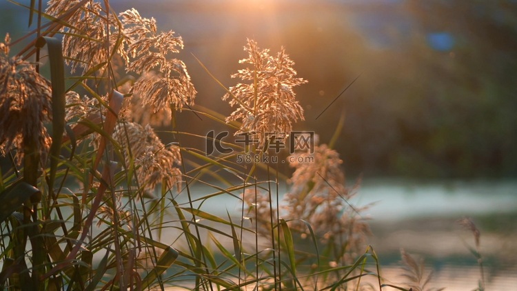 唯美秋天傍晚夕阳光线唯美芦苇意