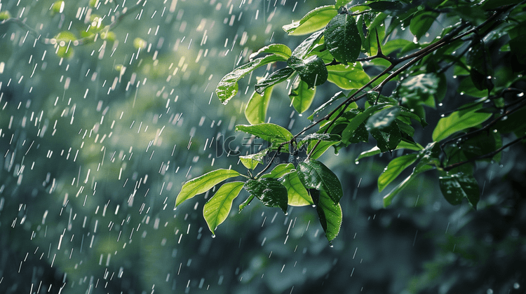 雨季下雨公园里树叶叶片纹理的背