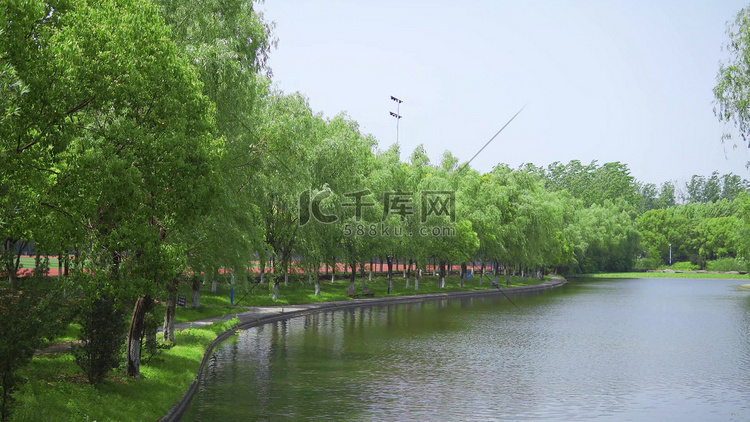夏天公园湖边绿色柳树自然风景