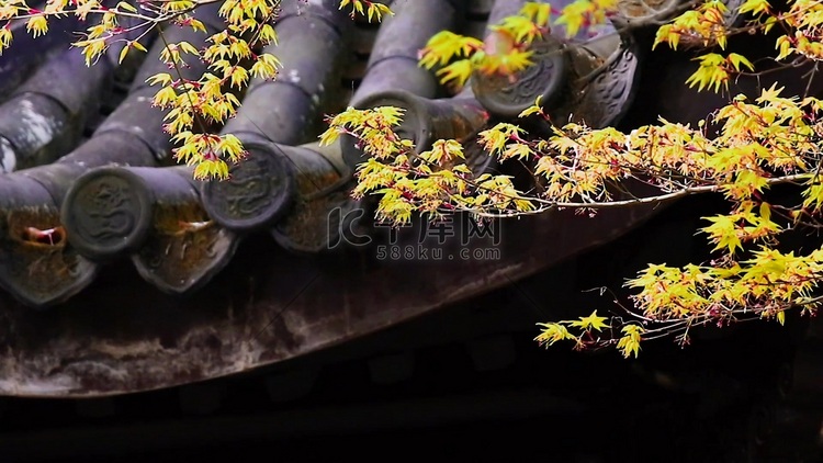 秋天枫叶和古建筑实拍1080