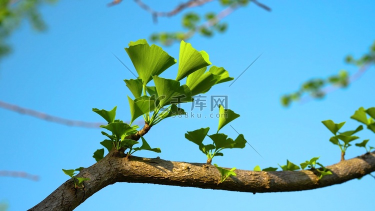 实拍夏日风光绿色植物银杏叶