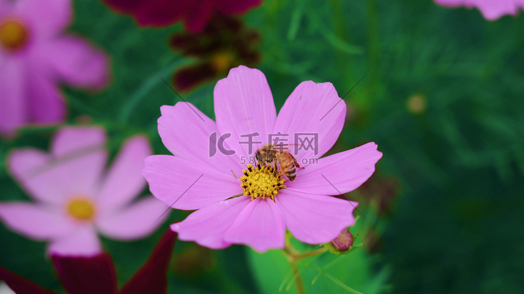 特写小蜜蜂花朵采蜜唯美自然意境