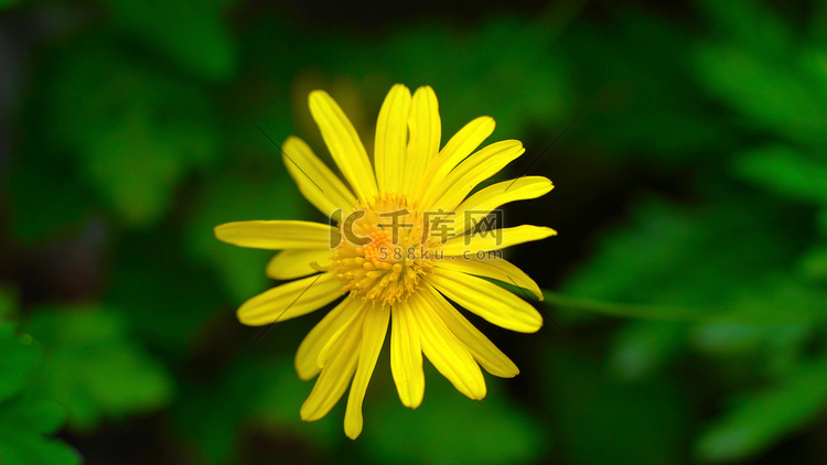 实拍小黄花菊花特写风景