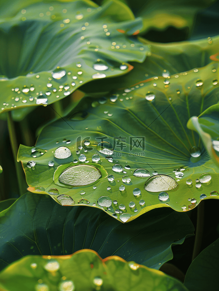 荷叶露水水珠