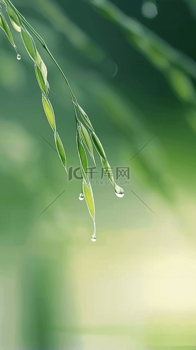 春天春雨谷雨节气稻穗背景