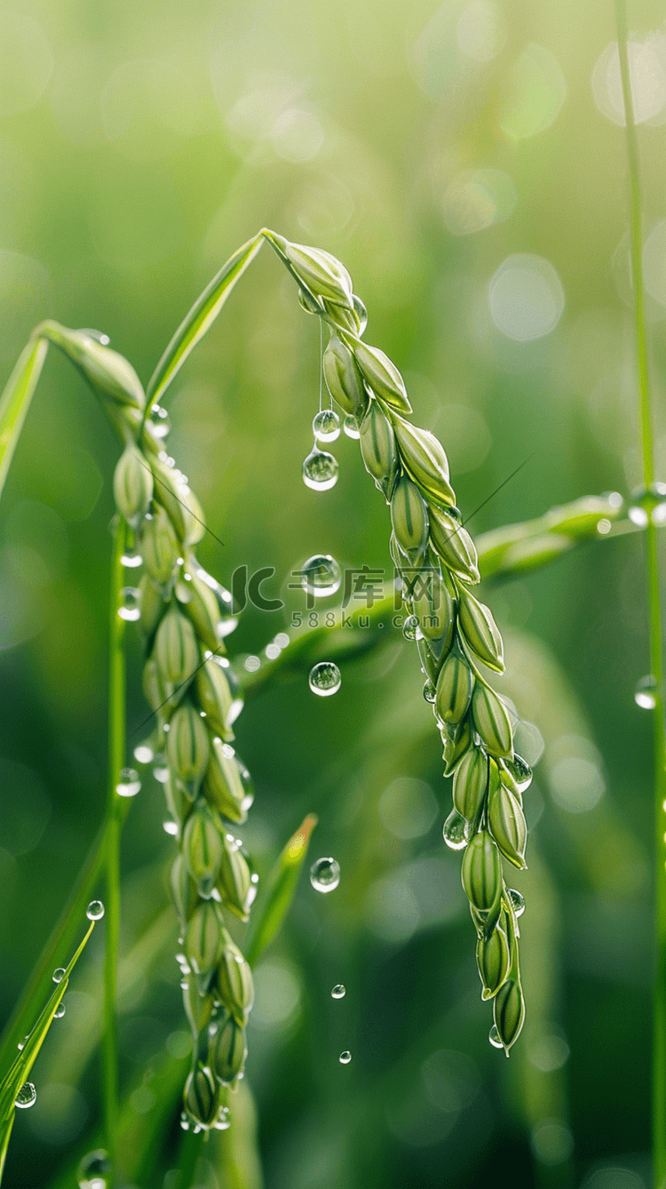 春天春雨谷雨节气稻穗背景