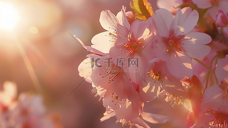 美丽的樱花清晨的阳光照片