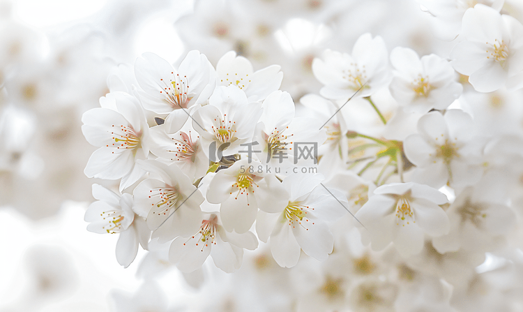 樱花花朵白樱