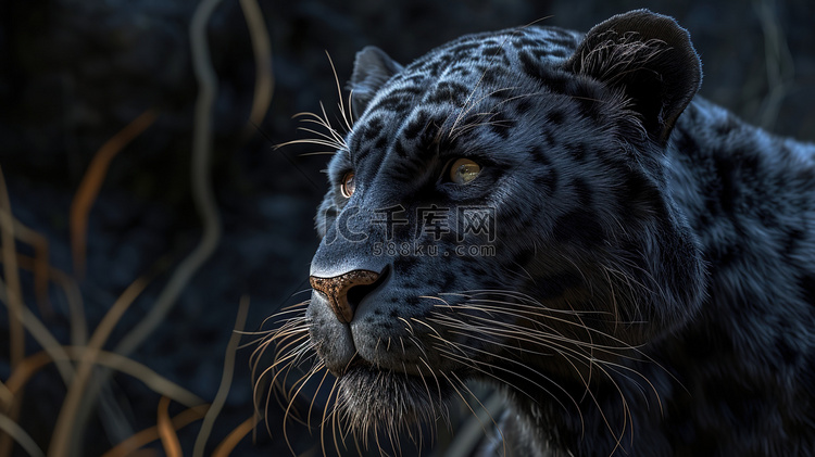 黑色凶猛豹子头像的摄影4摄影图