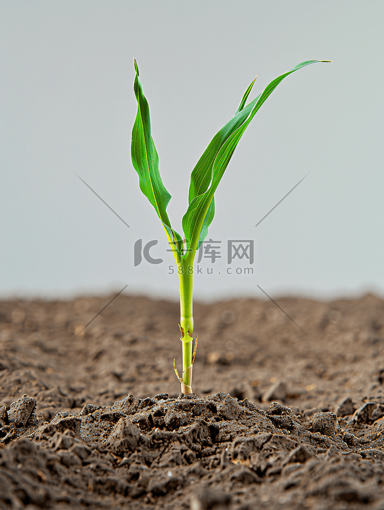 玉米幼苗抽穗