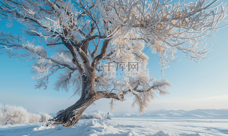 内蒙古冬季树挂雪景