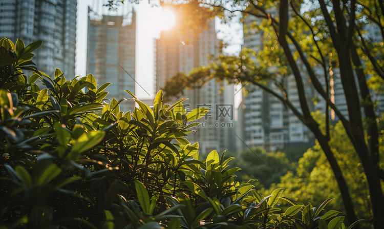 上海城市丛林