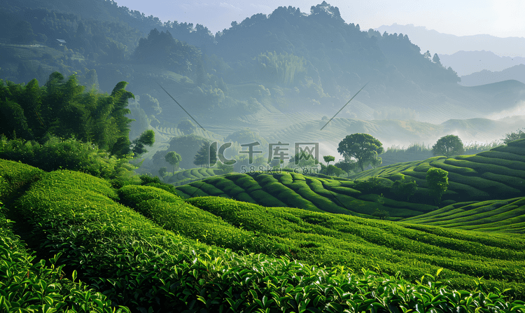 茶山沉寂春茶