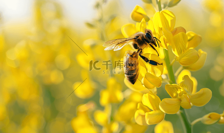 油菜花上的蜜蜂摄影3