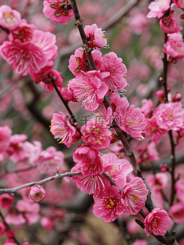 古猗园梅花粉色