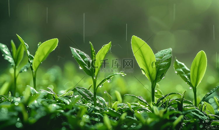 春天的谷雨茶叶嫩芽