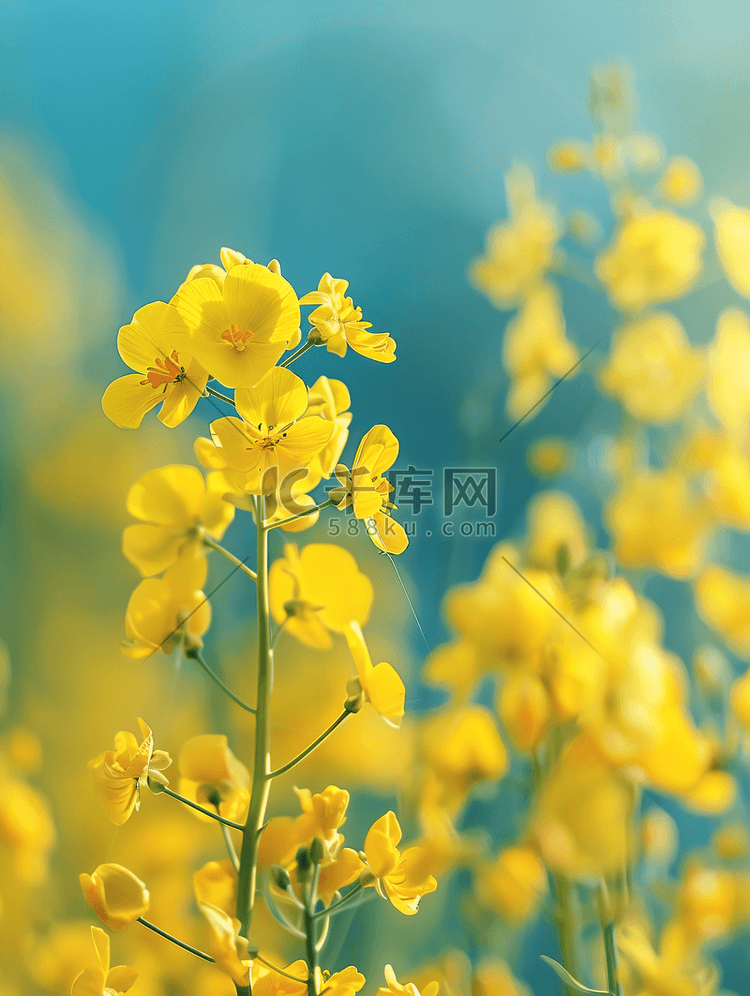 油菜花特写