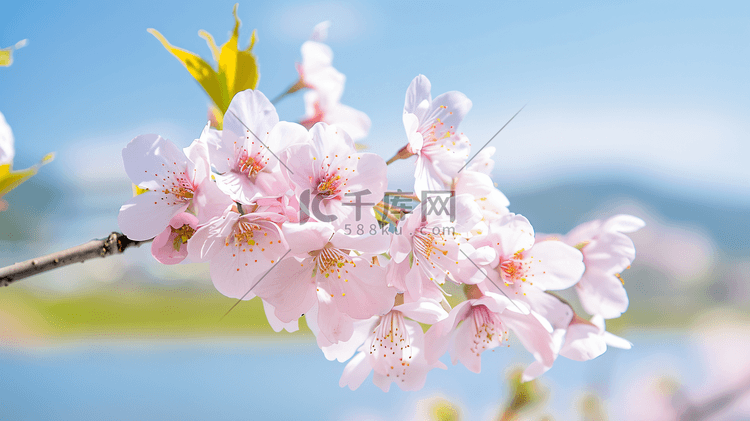 春天盛开的美丽樱花24