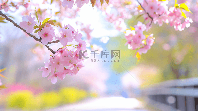春天盛开的美丽樱花37