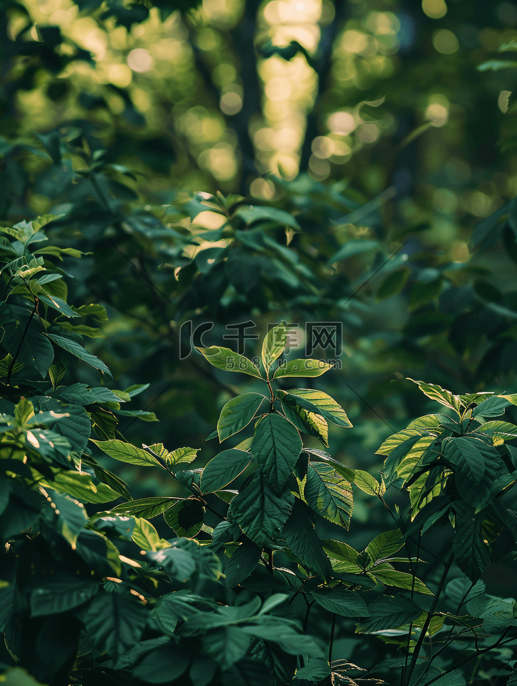 森林自然夏日树林植物树荫摄影图