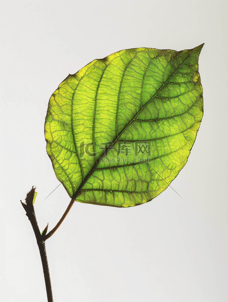 绿色叶子摄影图